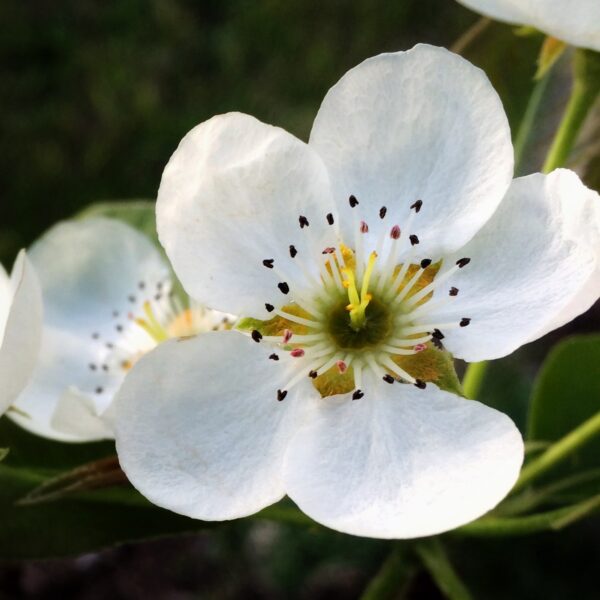 Pear Blossom, May 17, 2014 (Photo: Geo Davis)