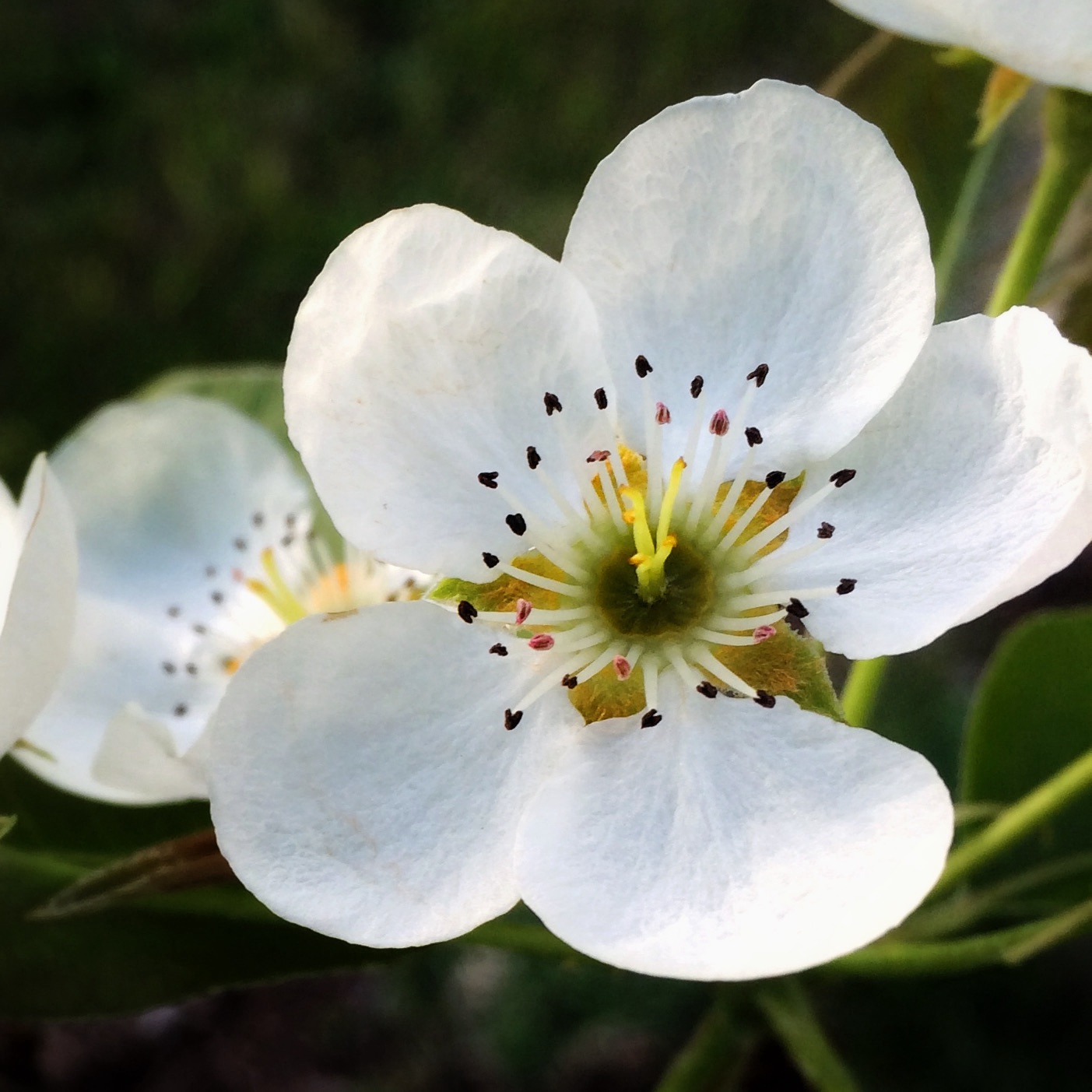 Pear Blossoms