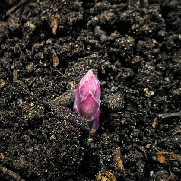 Asparagus Emerging (Photo: Geo Davis)