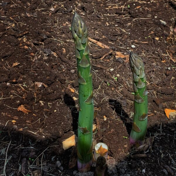 Asparagus Almost Ready to Harvest (Photo: Geo Davis)