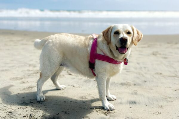 Carley at the Beach (Photo: Nicole Alden)