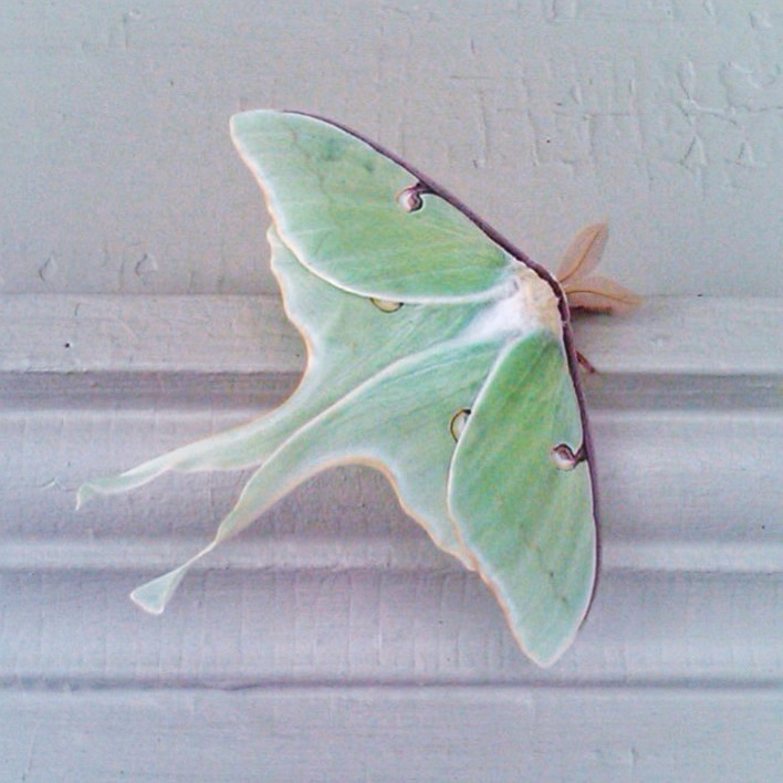 Luna Moth