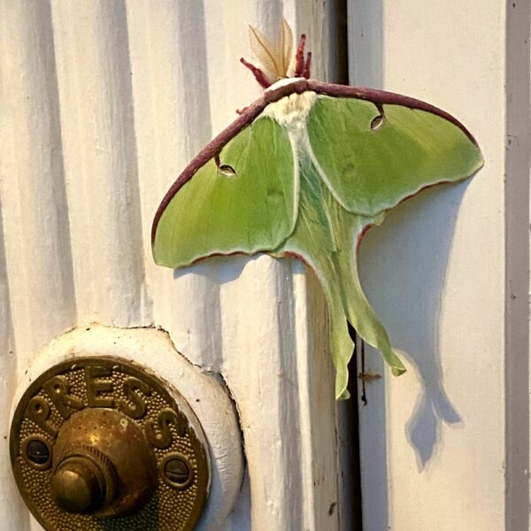 Luna Moth, May 25, 2021 (Photo: Geo Davis)