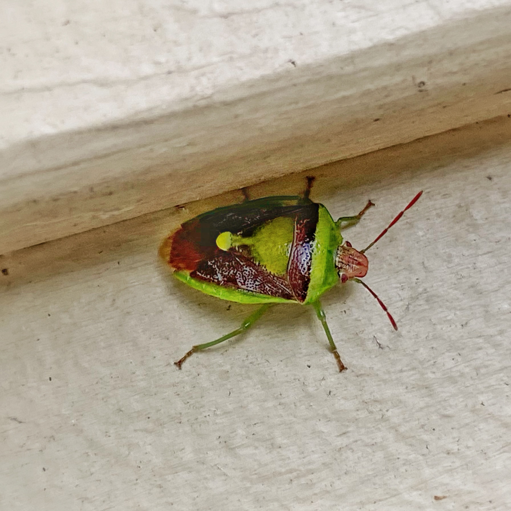 Green Burgundy Stink Bug